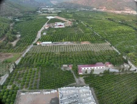 Ortaca Çaylı’da 150 M² İnşaat Hakkı Olan Müstakil 5.000 M² Limon Bahçesi Satılık Veya Takas
