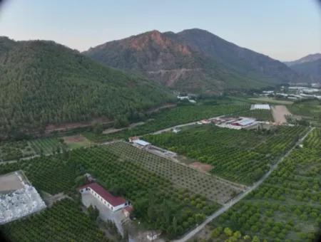 Ortaca Çaylı’da 150 M² İnşaat Hakkı Olan Müstakil 5.000 M² Limon Bahçesi Satılık Veya Takas