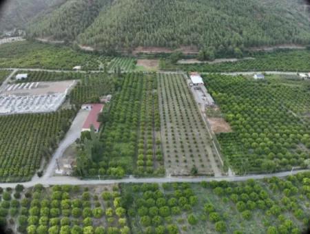Ortaca Çaylı’da 150 M² İnşaat Hakkı Olan Müstakil 5.000 M² Limon Bahçesi Satılık Veya Takas