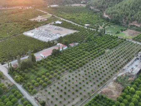 Ortaca Çaylı’da 150 M² İnşaat Hakkı Olan Müstakil 5.000 M² Limon Bahçesi Satılık Veya Takas