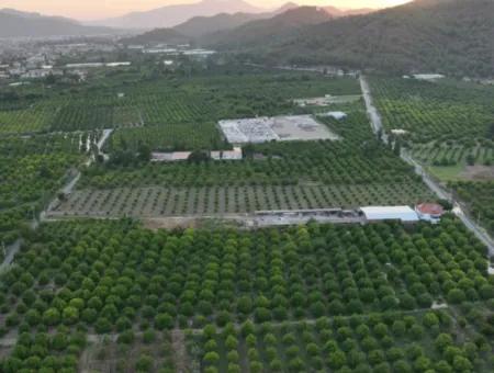 Ortaca Çaylı’da 150 M² İnşaat Hakkı Olan Müstakil 5.000 M² Limon Bahçesi Satılık Veya Takas
