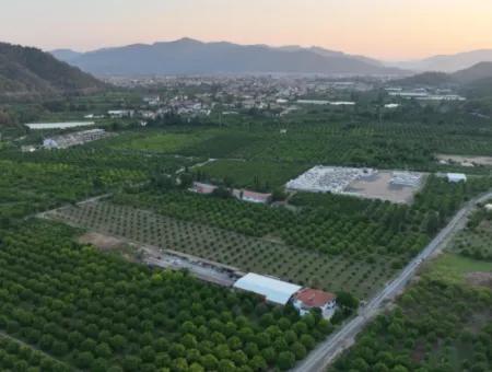 Ortaca Çaylı’da 150 M² İnşaat Hakkı Olan Müstakil 5.000 M² Limon Bahçesi Satılık Veya Takas