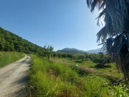 Ortaca Dalyan’da 73,500 M² Yatırıma Uygun Nar Bahçesi Satılık