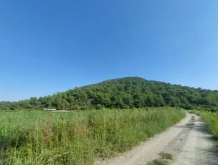 Ortaca Dalyan’da 73,500 M² Yatırıma Uygun Nar Bahçesi Satılık