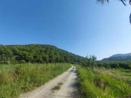 Ortaca Dalyan’da 73,500 M² Yatırıma Uygun Nar Bahçesi Satılık