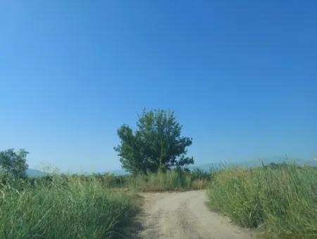Ortaca Dalyan’da 73,500 M² Yatırıma Uygun Nar Bahçesi Satılık