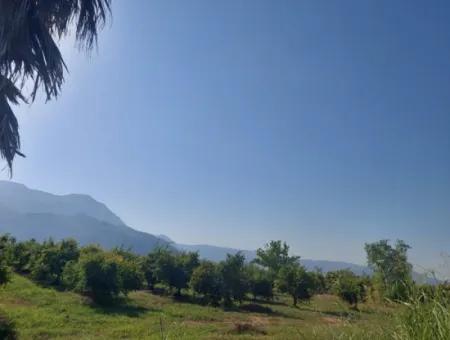 Ortaca Dalyan’da 73,500 M² Yatırıma Uygun Nar Bahçesi Satılık