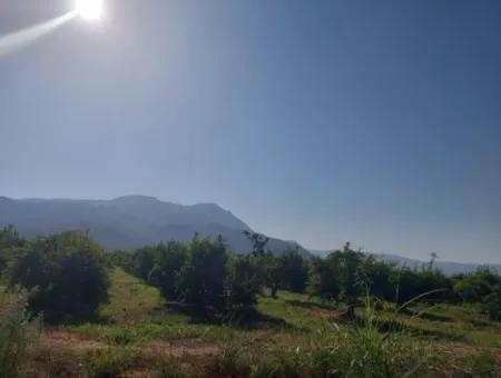 Ortaca Dalyan’da 73,500 M² Yatırıma Uygun Nar Bahçesi Satılık