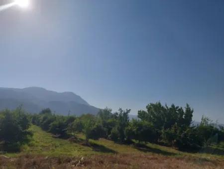 Ortaca Dalyan’da 73,500 M² Yatırıma Uygun Nar Bahçesi Satılık