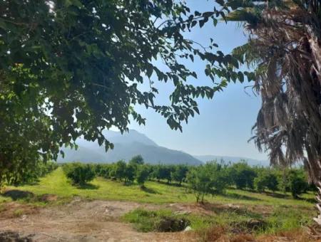 Ortaca Dalyan’da 73,500 M² Yatırıma Uygun Nar Bahçesi Satılık