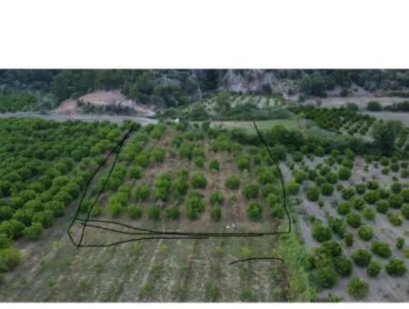 Ortaca Mergenli De  8 500  M2 Narenciye Bahçesi Satılık