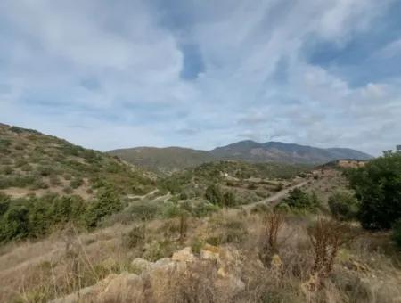 Muğla Datça Yazı’da 8.400 M² Müstakil Tapulu Satılık Kelepir Zeytinlik