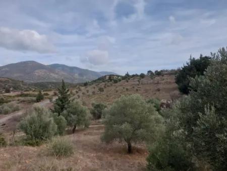 Muğla Datça Yazı’da 8.400 M² Müstakil Tapulu Satılık Kelepir Zeytinlik