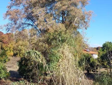 Muğla Dalyan Da Yatırıma Uygun Kelepir  Orman A Sıfır 4 000 M2 Arazi Satılık