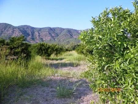 Köyceğiz Döğüşbelende Satılık Kelepir Narenciye Bahçesi