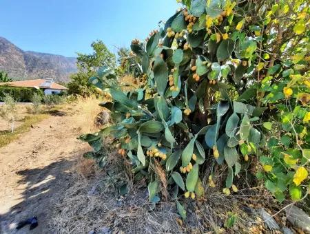 Köyceğiz Toparlarda Satılık İmarlı Arsa