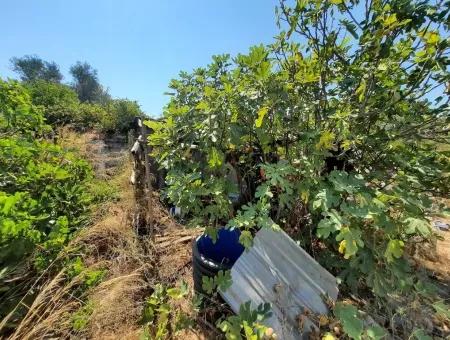 Köyceğiz Toparlarda Satılık İmarlı Arsa